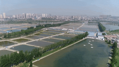 天津市鯉鯽魚水產(chǎn)種質(zhì)資源場(chǎng)建設(shè)項(xiàng)目 良種培育與產(chǎn)業(yè)升級(jí)的新篇章